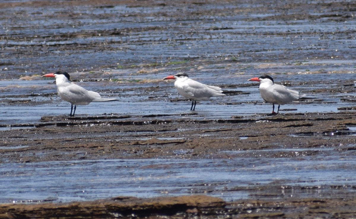 Caspian Tern - ML645704356