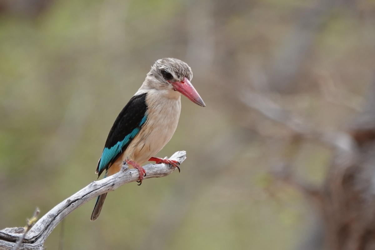 Brown-hooded Kingfisher - ML645704357