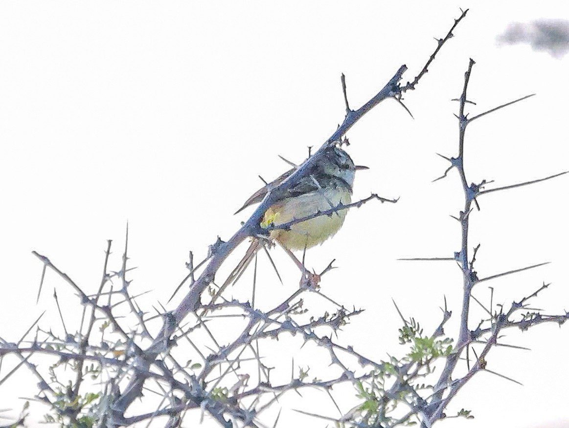 Black-chested Prinia - ML645704386