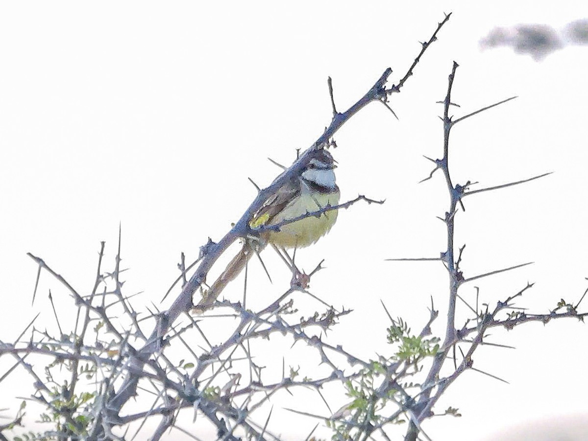 Black-chested Prinia - ML645704387
