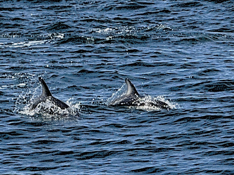 條紋海豚 - ML645704389