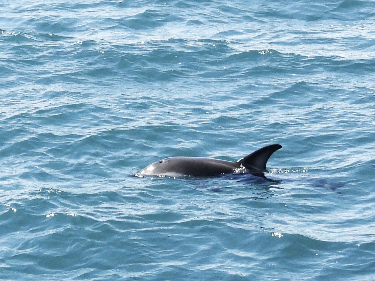 條紋海豚 - ML645704390