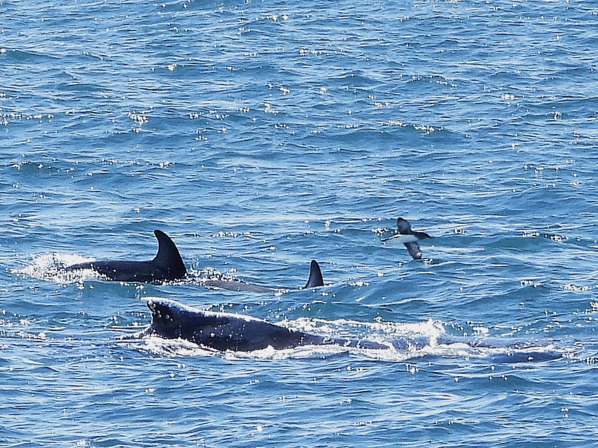 條紋海豚 - ML645704391