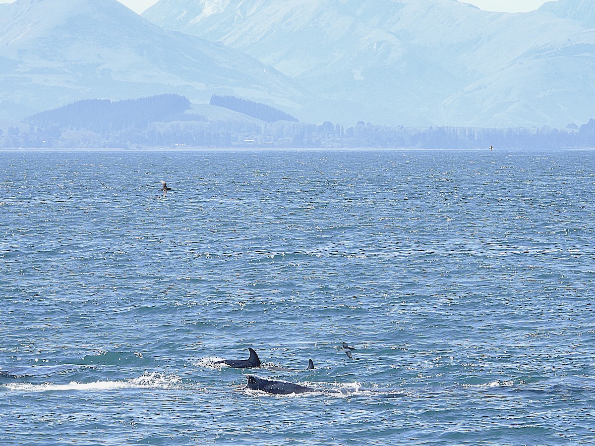 條紋海豚 - ML645704392