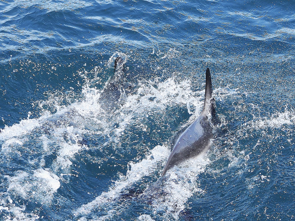條紋海豚 - ML645704393