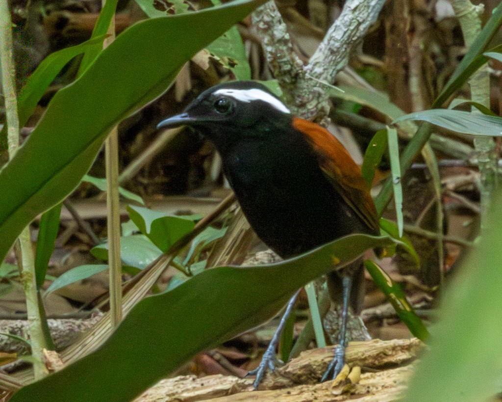 Jejenero Ventrinegro - ML645704395