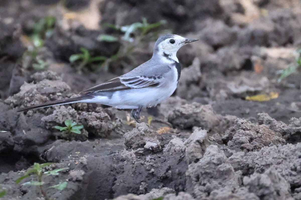 White Wagtail - ML645704399