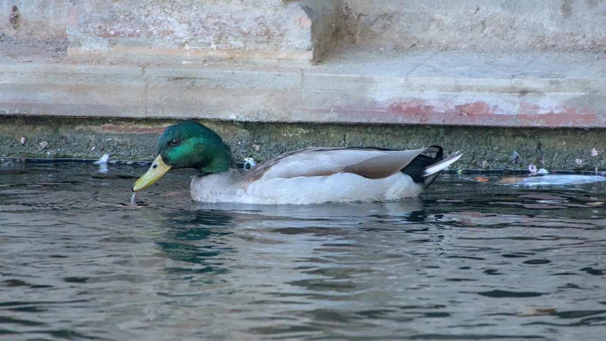 Mallard - ML645704403
