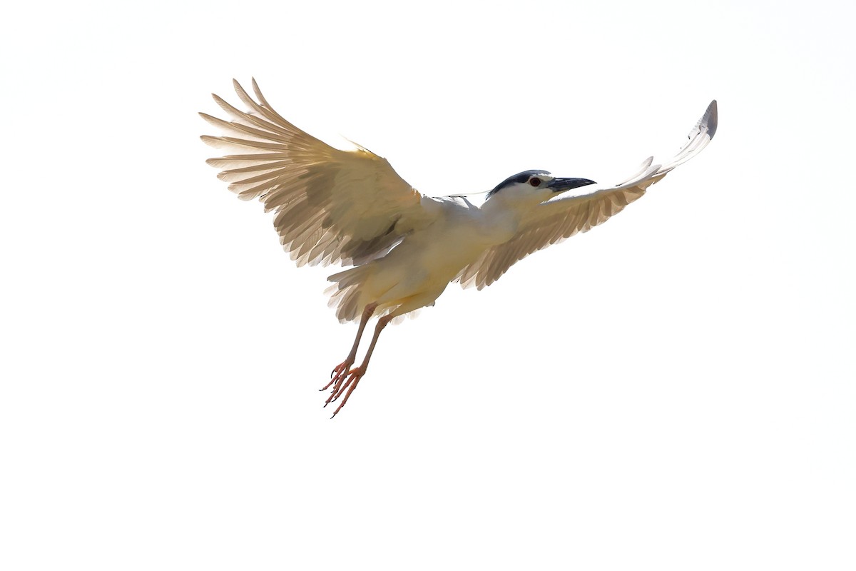 Black-crowned Night Heron - ML645704404