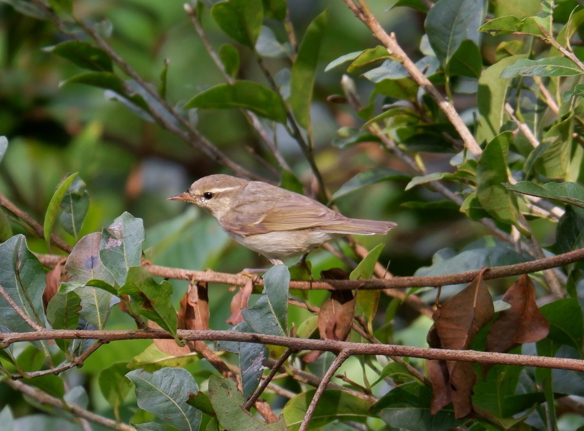 Greenish Warbler - ML645704415