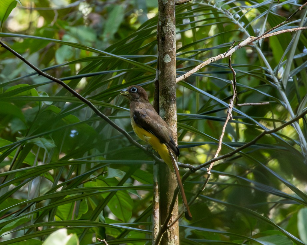 Amazonian Black-throated Trogon - ML645704416