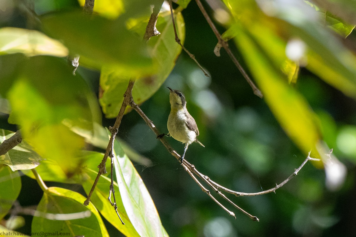 Ornate Sunbird - ML645704417
