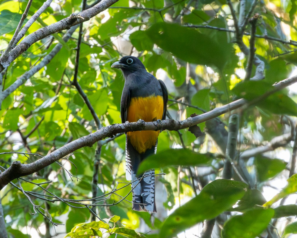 Green-backed Trogon - ML645704418