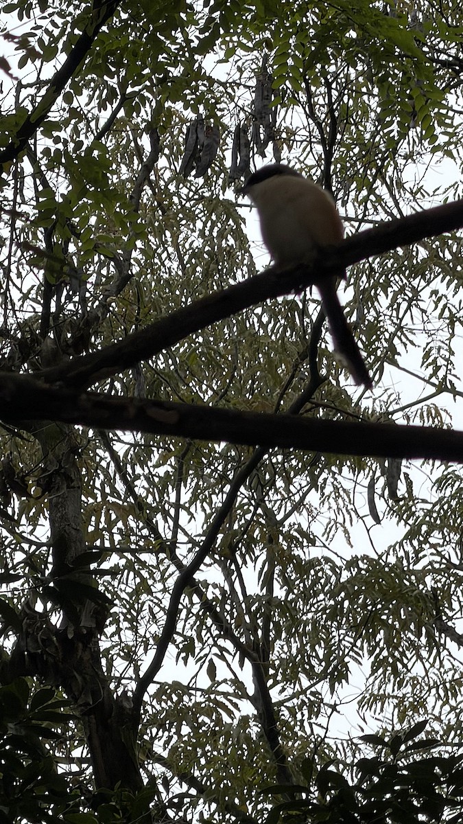 Long-tailed Shrike - ML645704419