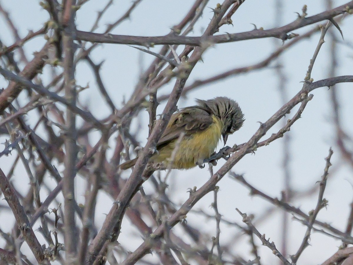 Yellow-bellied Eremomela (Yellow-bellied) - ML645704421