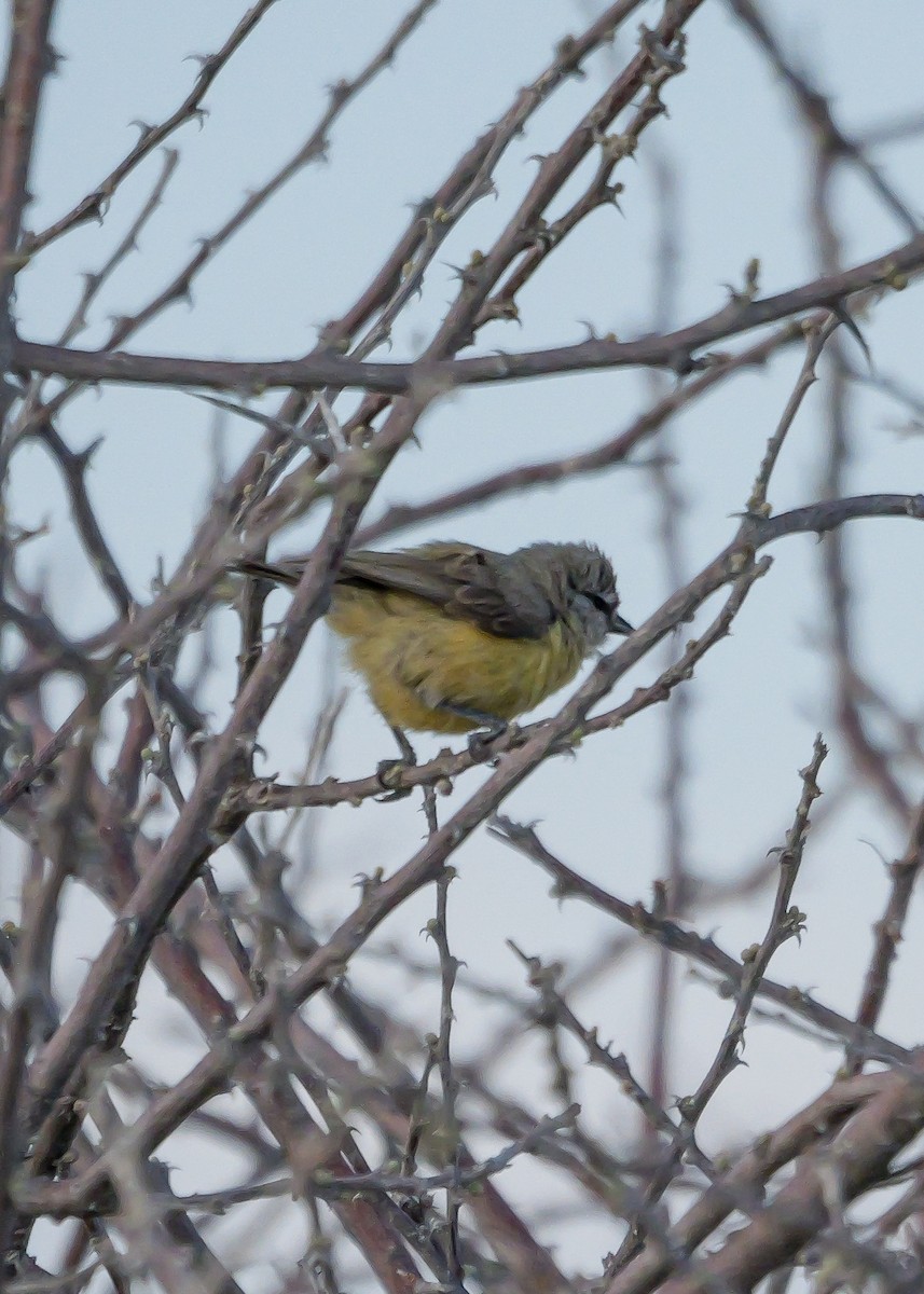 Yellow-bellied Eremomela (Yellow-bellied) - ML645704423