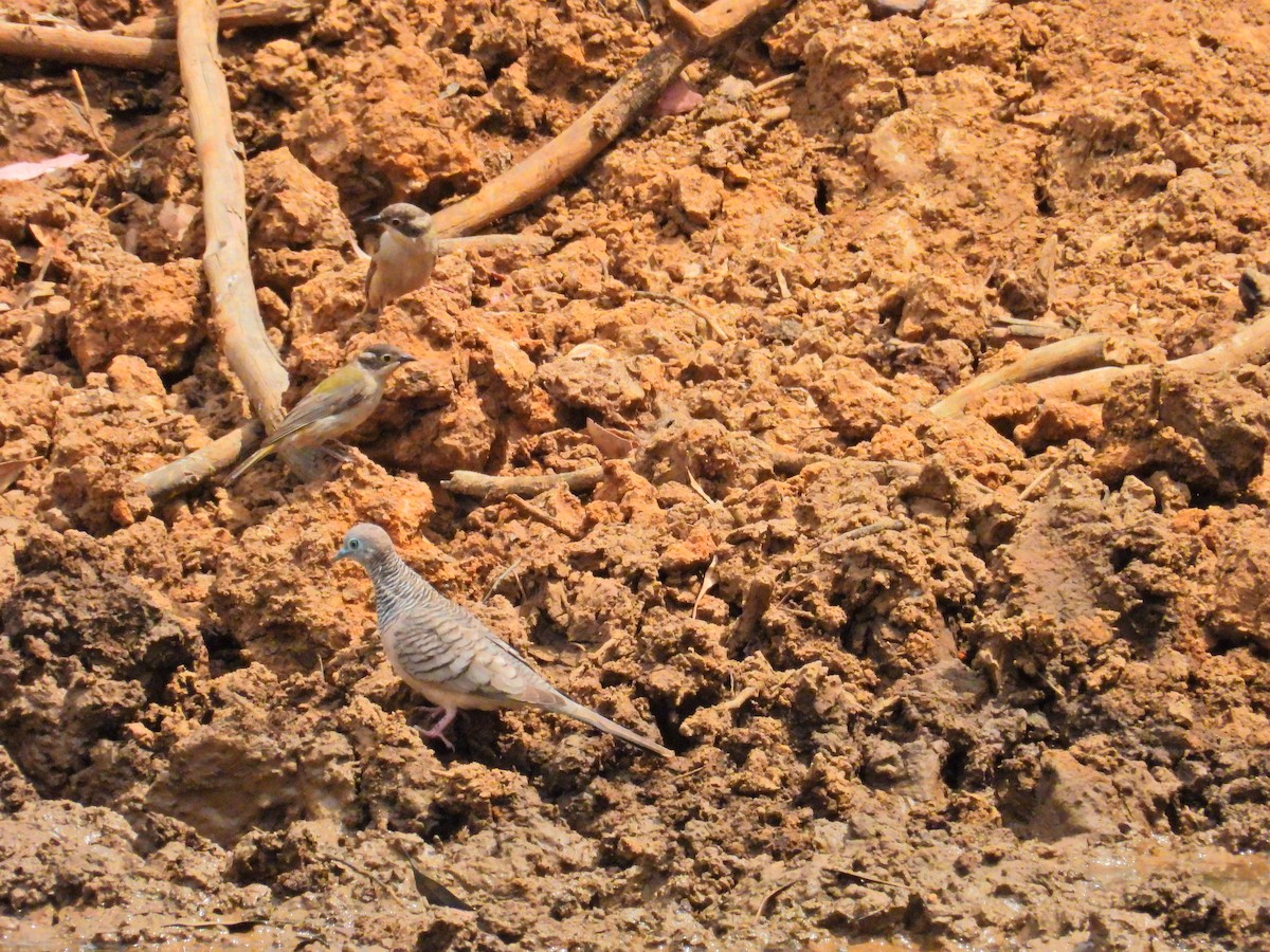 Brown-headed Honeyeater - ML645704425