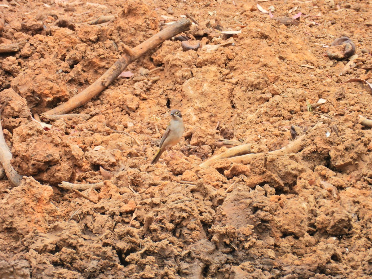 Brown-headed Honeyeater - ML645704426