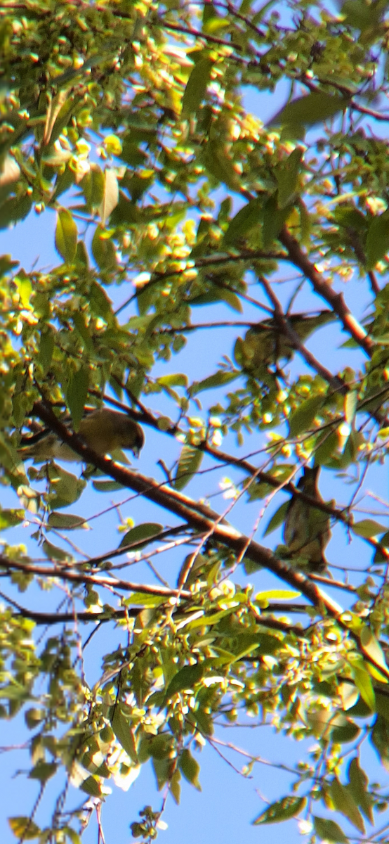 Eurasian Siskin - ML645704427