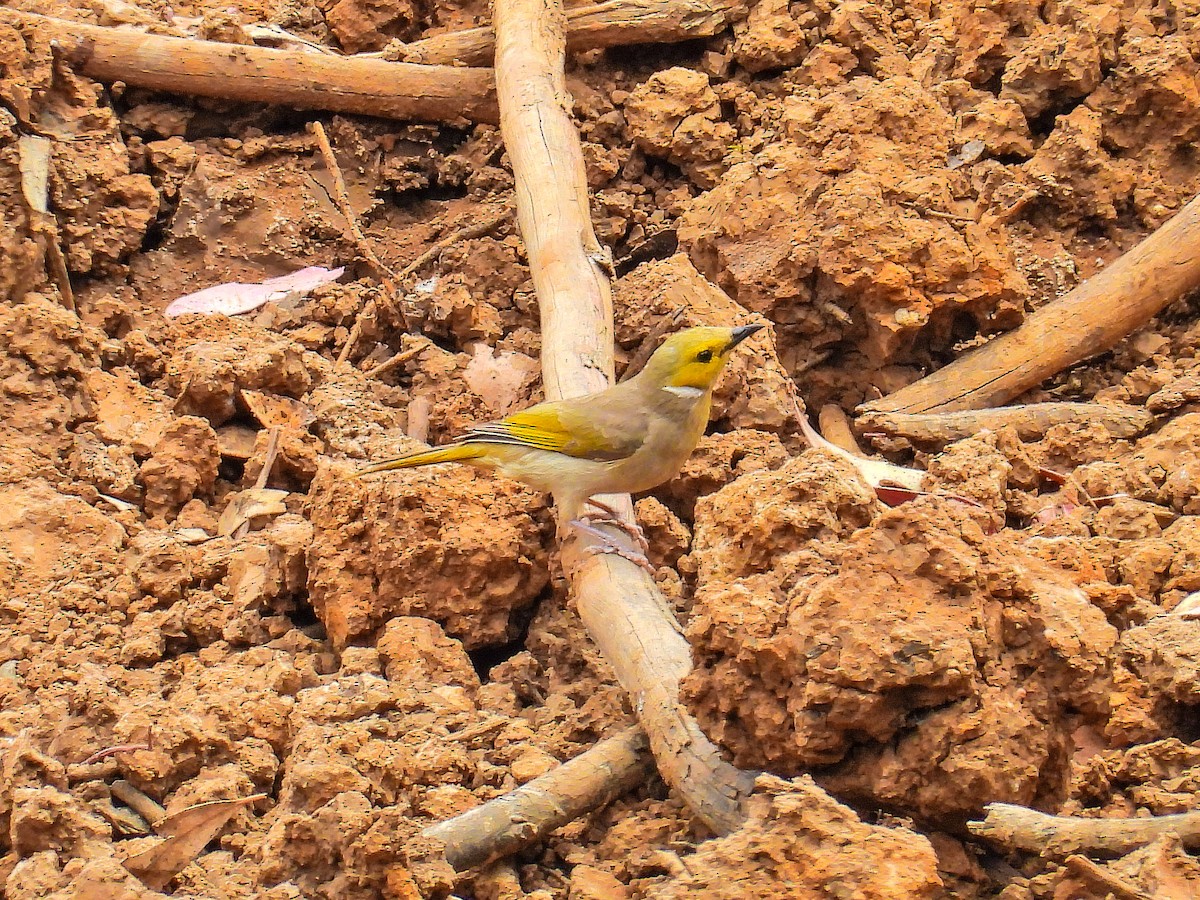 White-plumed Honeyeater - ML645704429