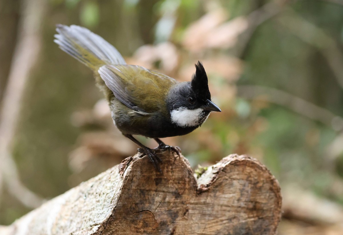 Eastern Whipbird - ML645704432