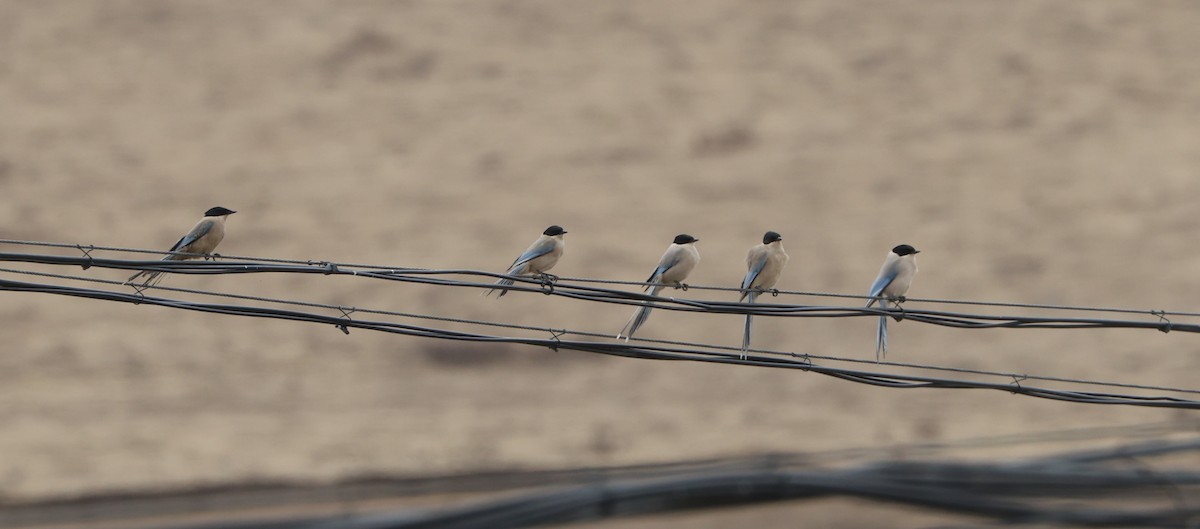 Azure-winged Magpie - ML645704434