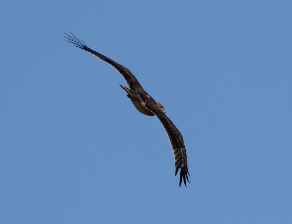 Bonelli's Eagle - ML645704435