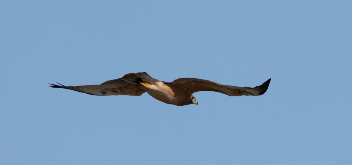 Bonelli's Eagle - ML645704436