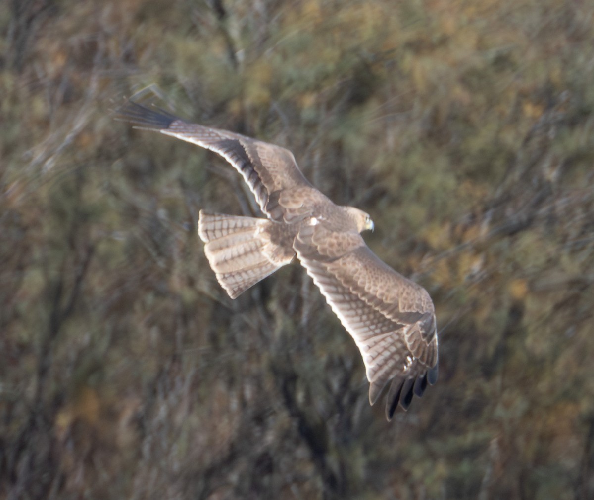 Bonelli's Eagle - ML645704437