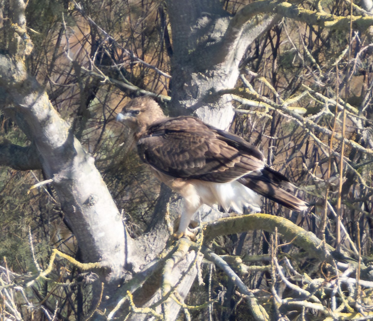 Bonelli's Eagle - ML645704438
