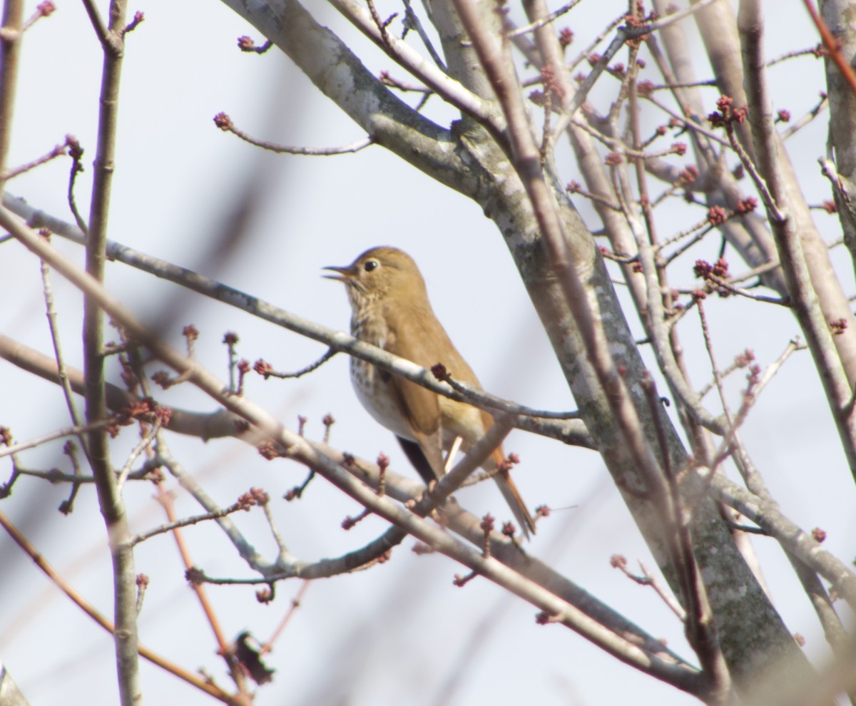 Hermit Thrush - ML645704439