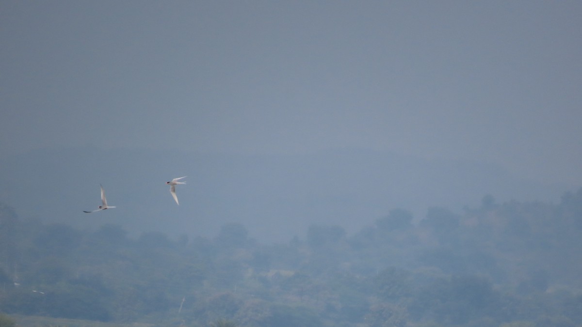 River Tern - ML645704440