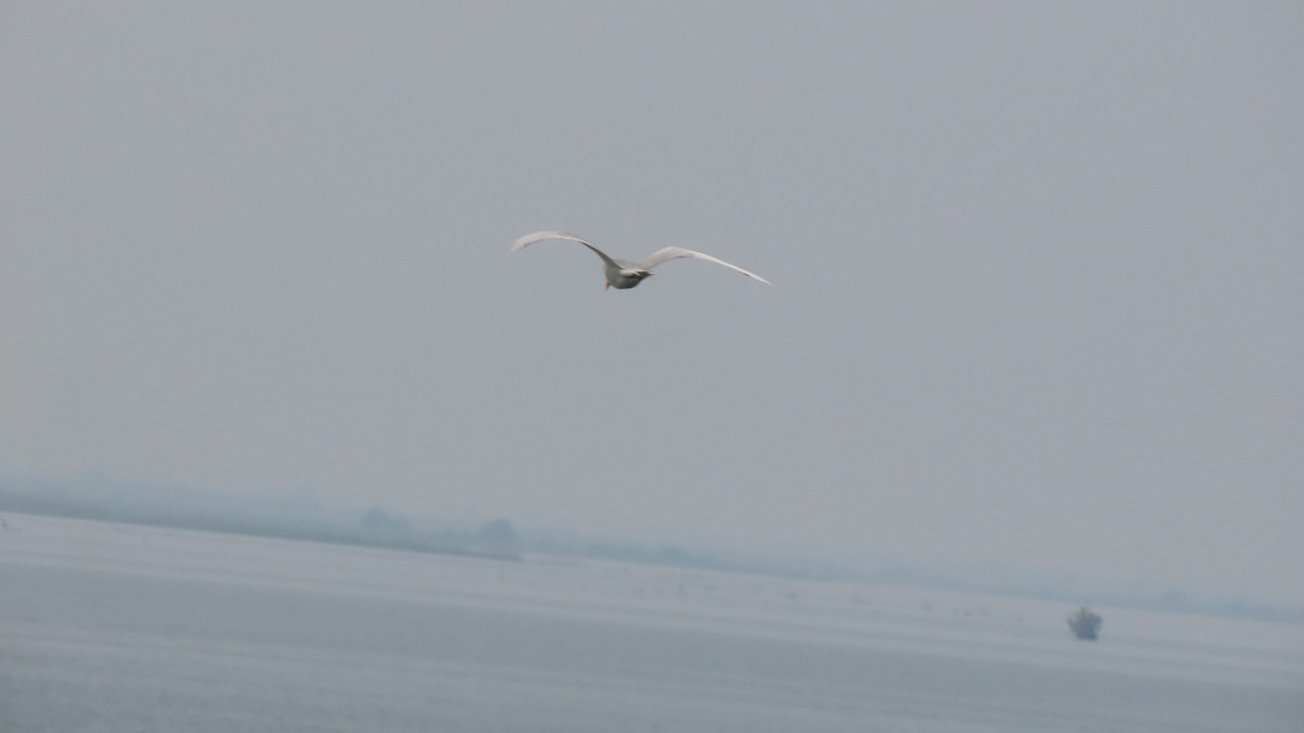 River Tern - ML645704441