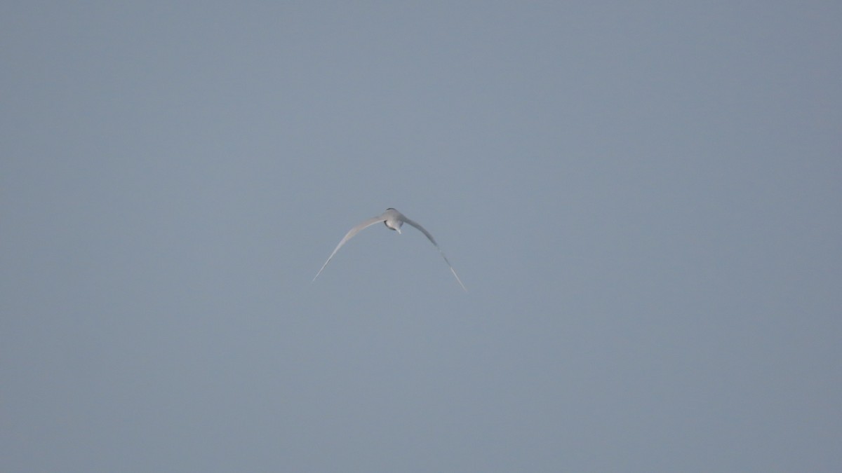 River Tern - ML645704442