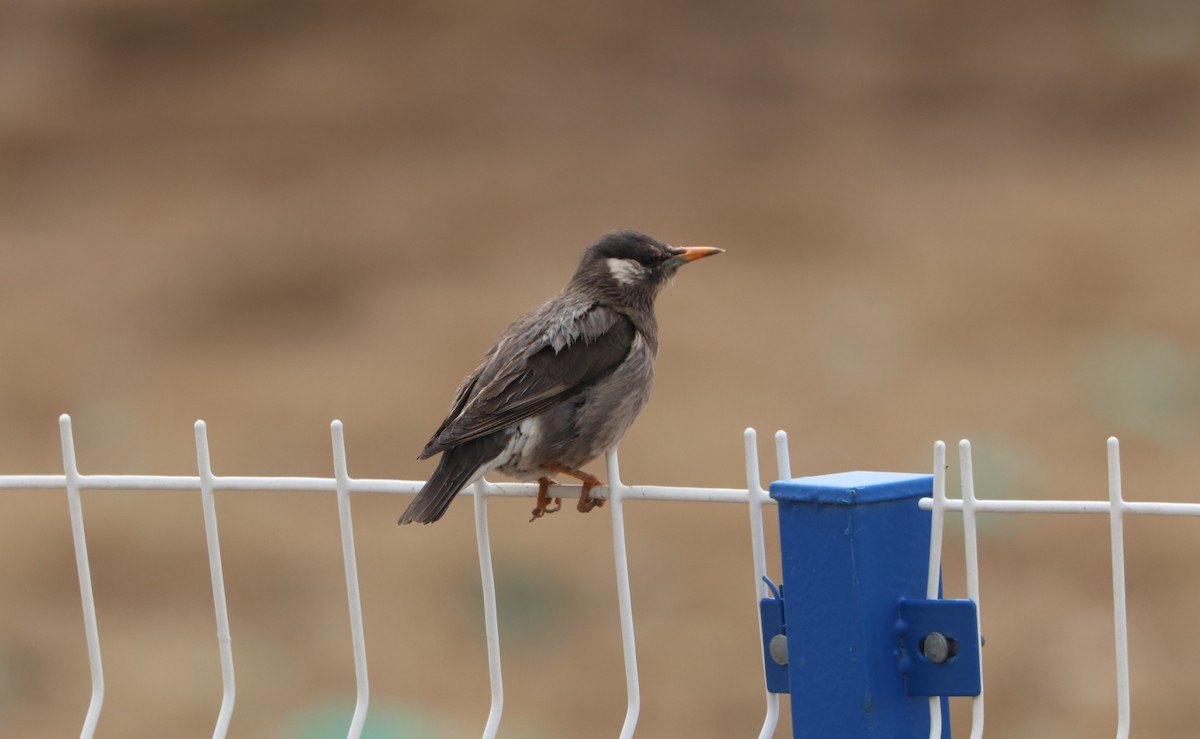 White-cheeked Starling - ML645704443