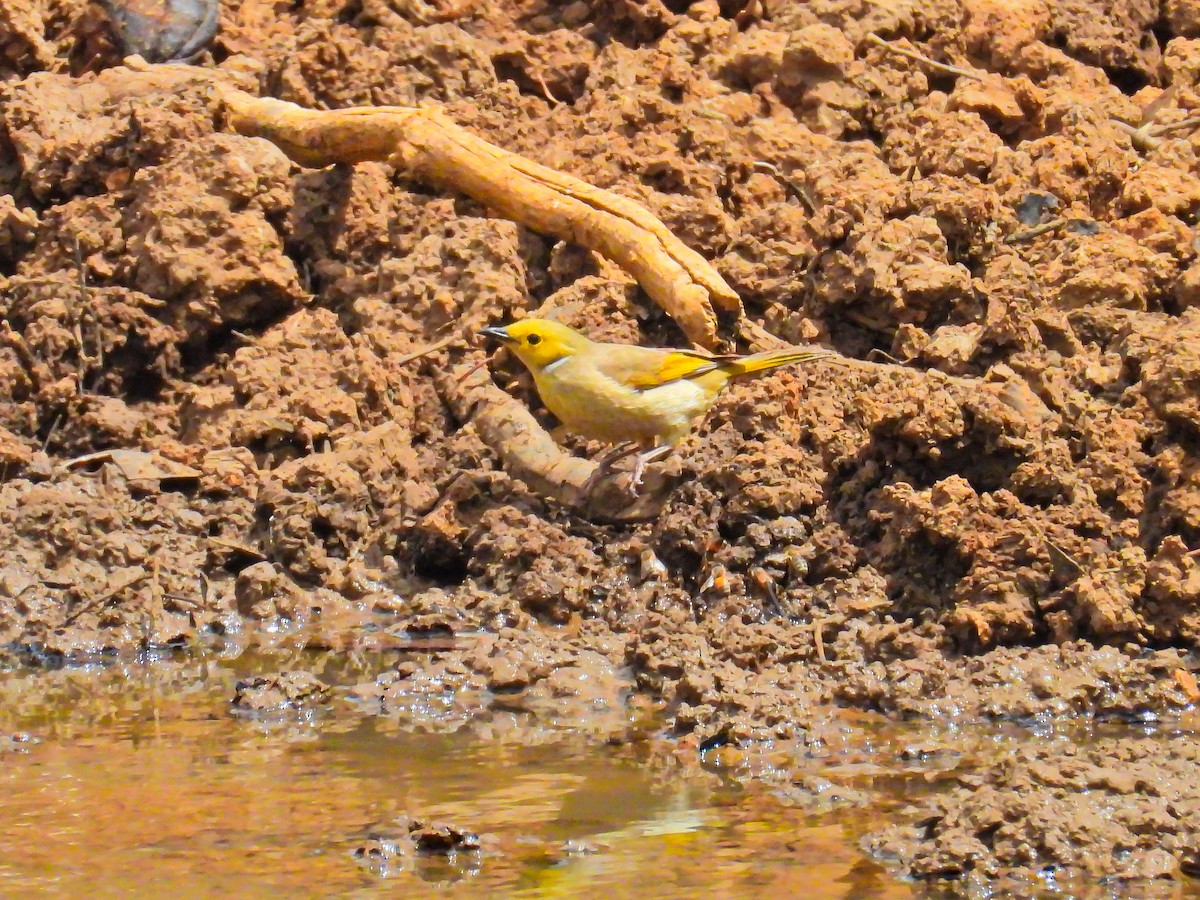 White-plumed Honeyeater - ML645704444