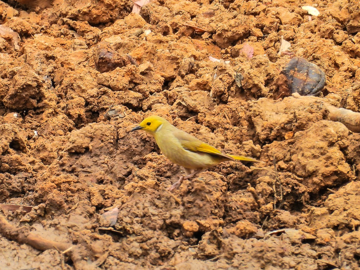 White-plumed Honeyeater - ML645704445