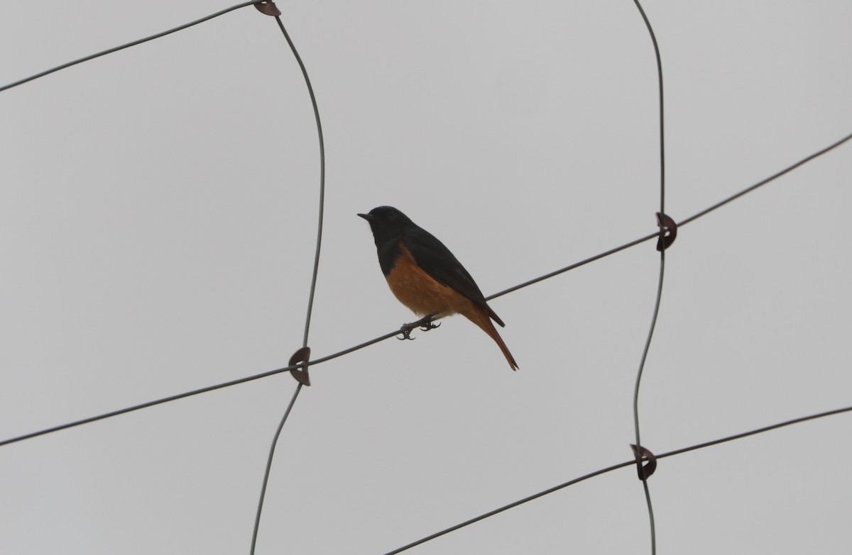 Black Redstart (Eastern) - ML645704446