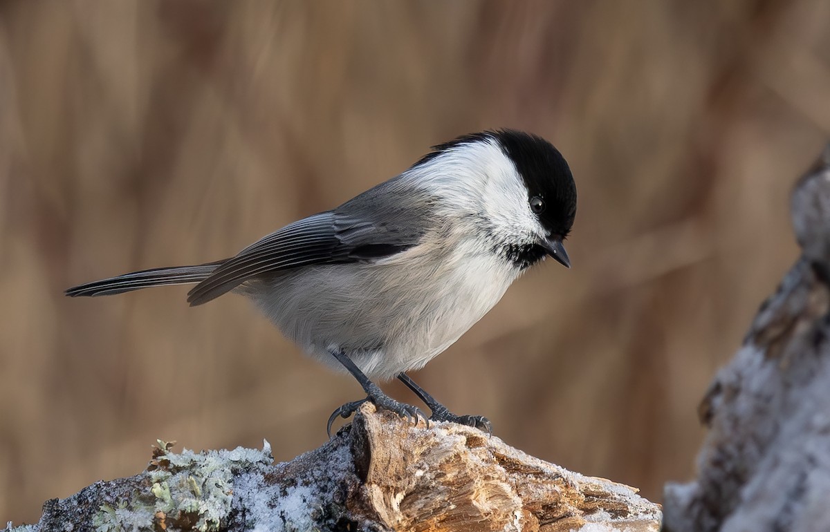 Willow Tit - ML645704447