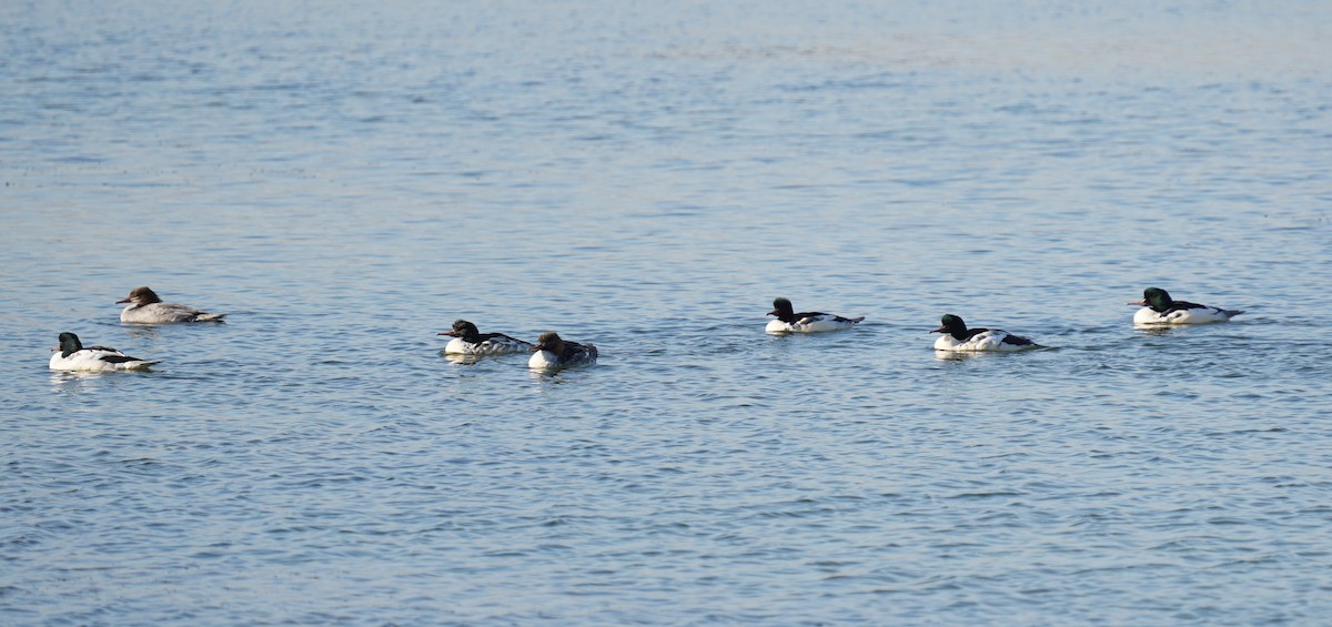 Common Merganser - ML645704453