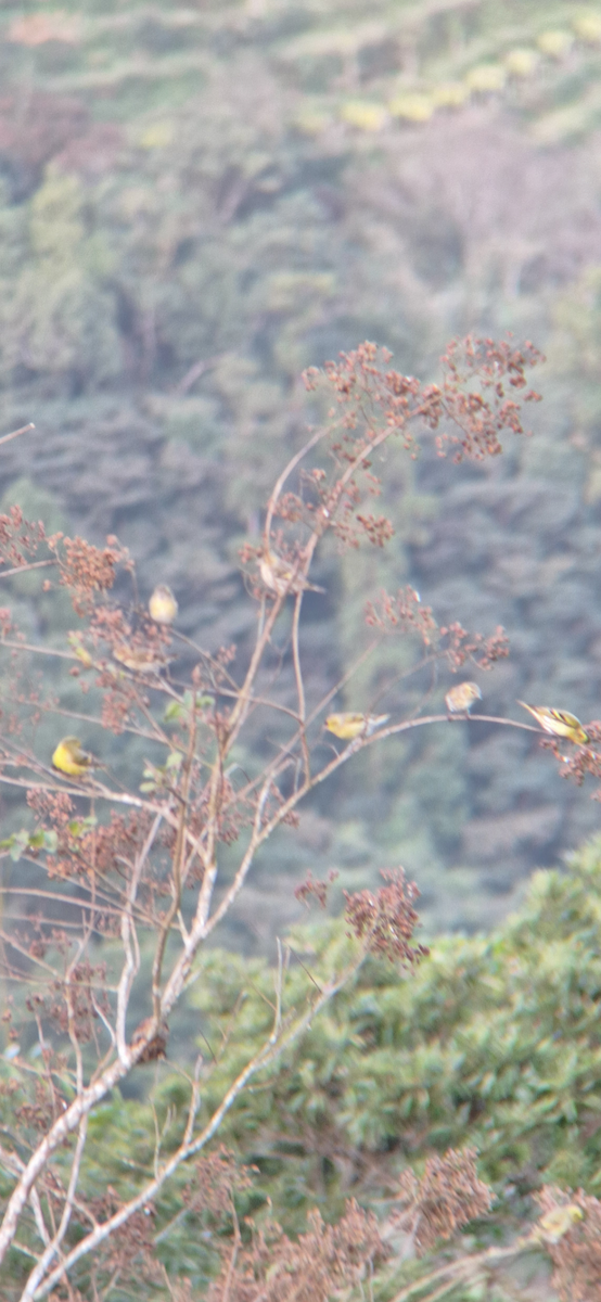 Eurasian Siskin - ML645704454
