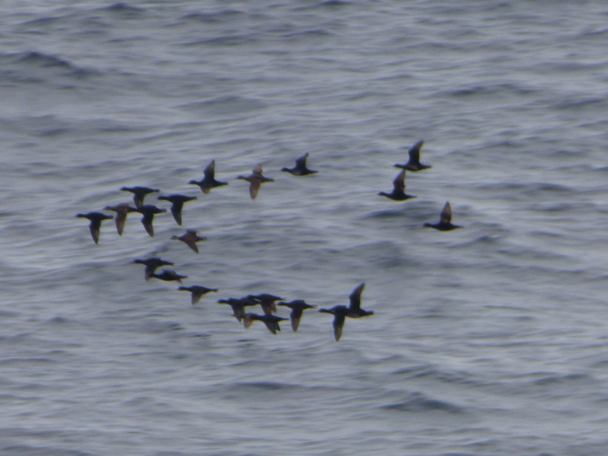 Common Scoter - ML645704465