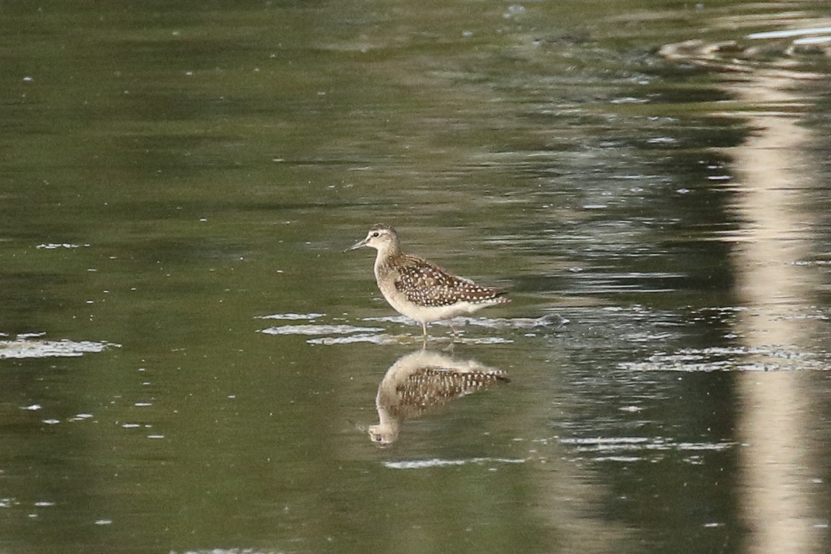 vodouš bahenní - ML645704499