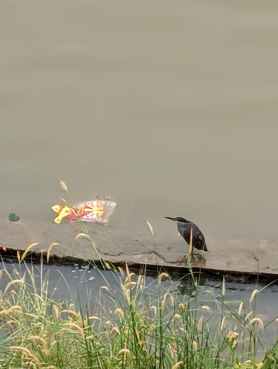 Black-crowned Night Heron - ML645704519