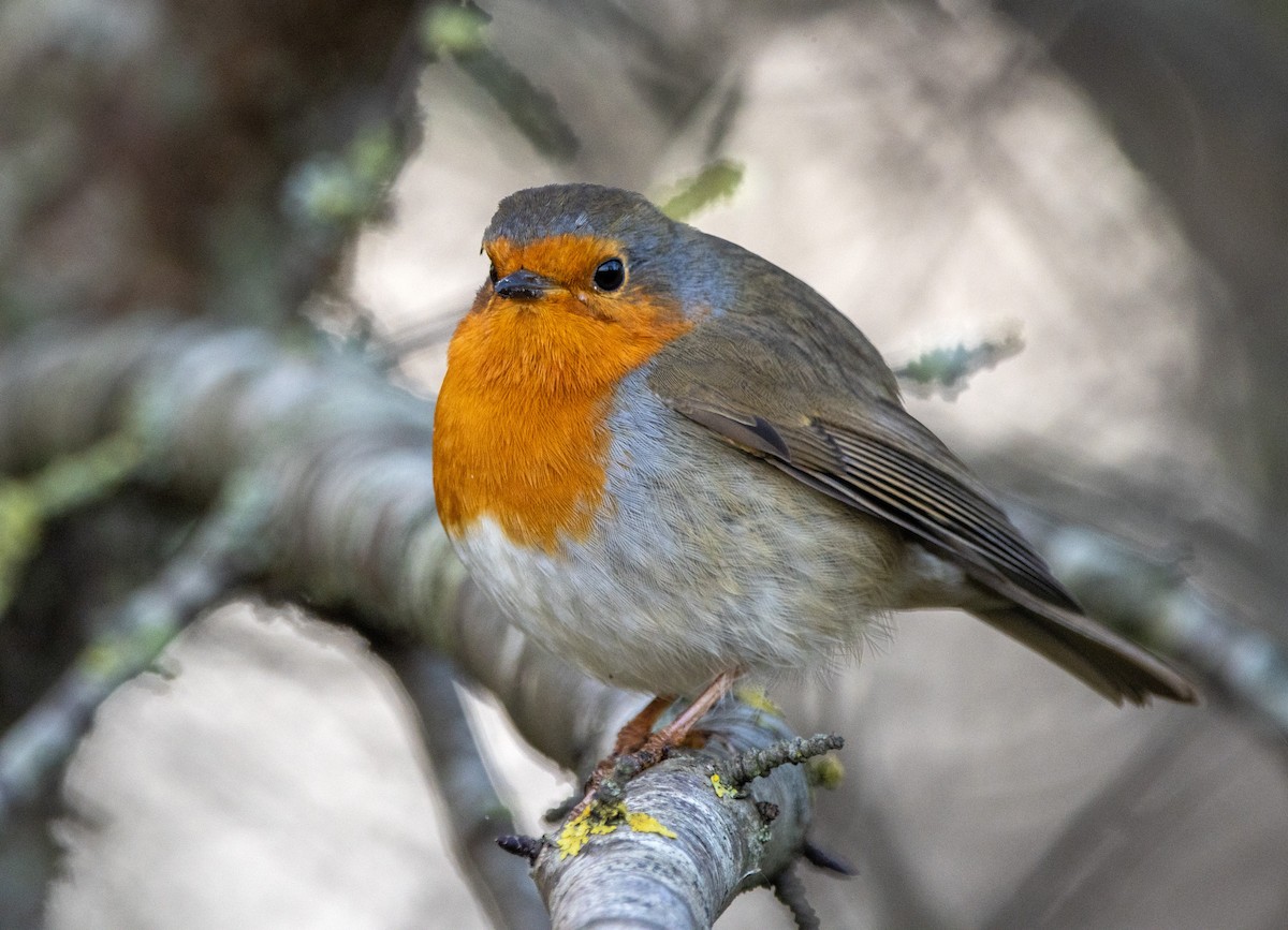 European Robin - ML645704523