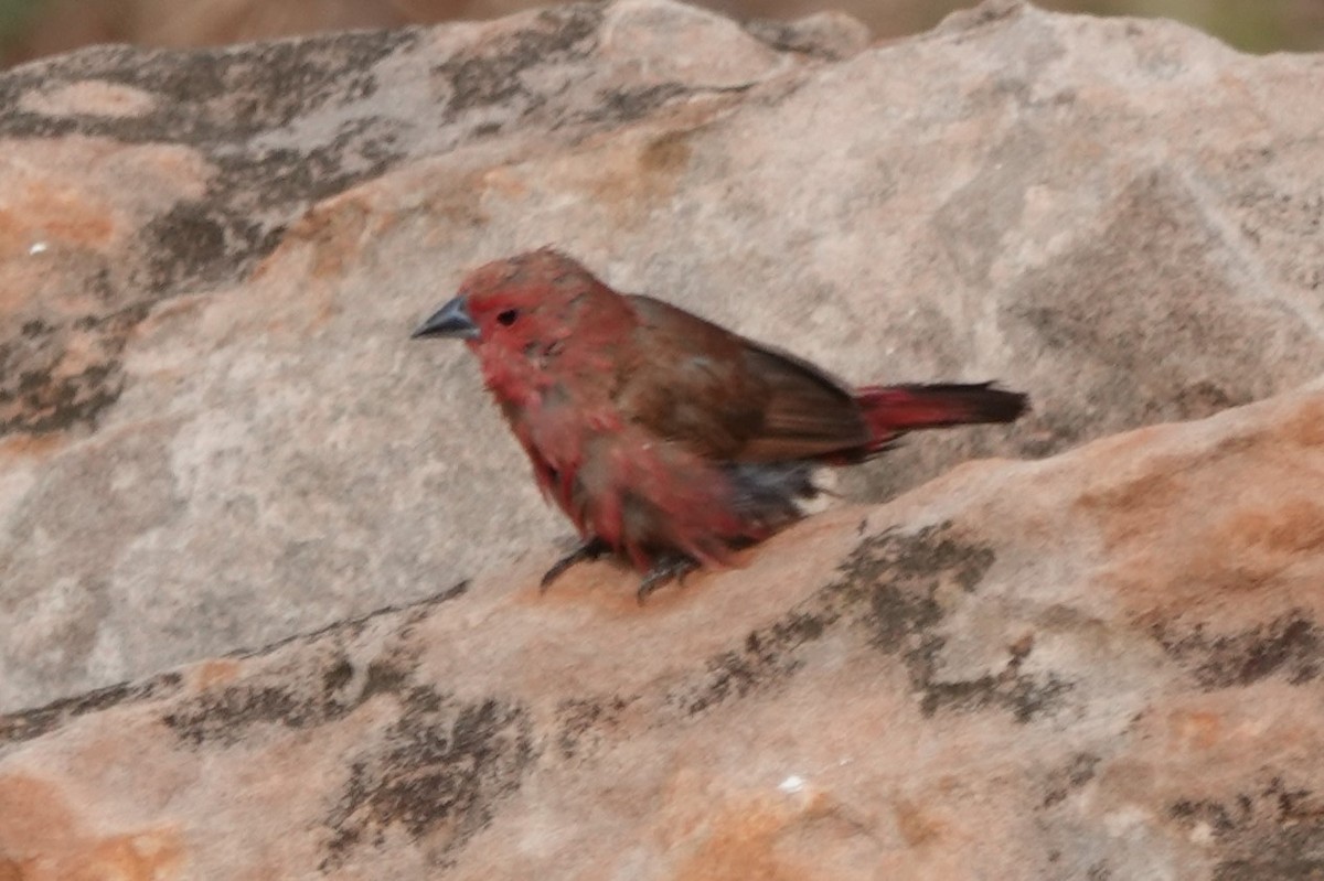 Red-billed Firefinch - ML645704527