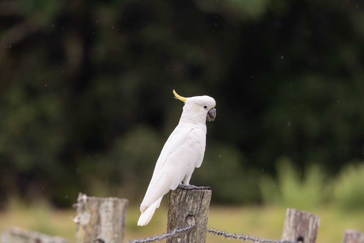 Sulphur-crested Cockatoo - ML645704529