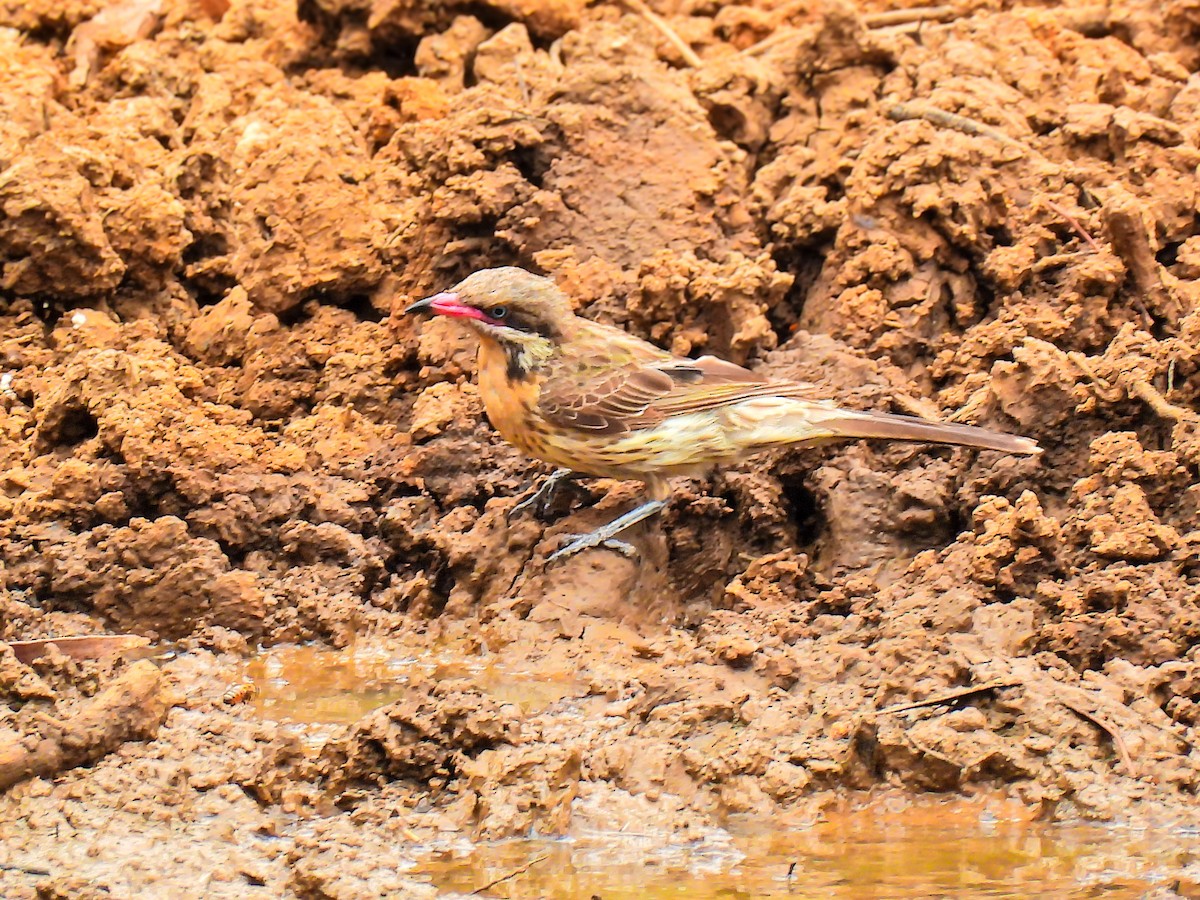 Diken Yanaklı Balkuşu - ML645704536