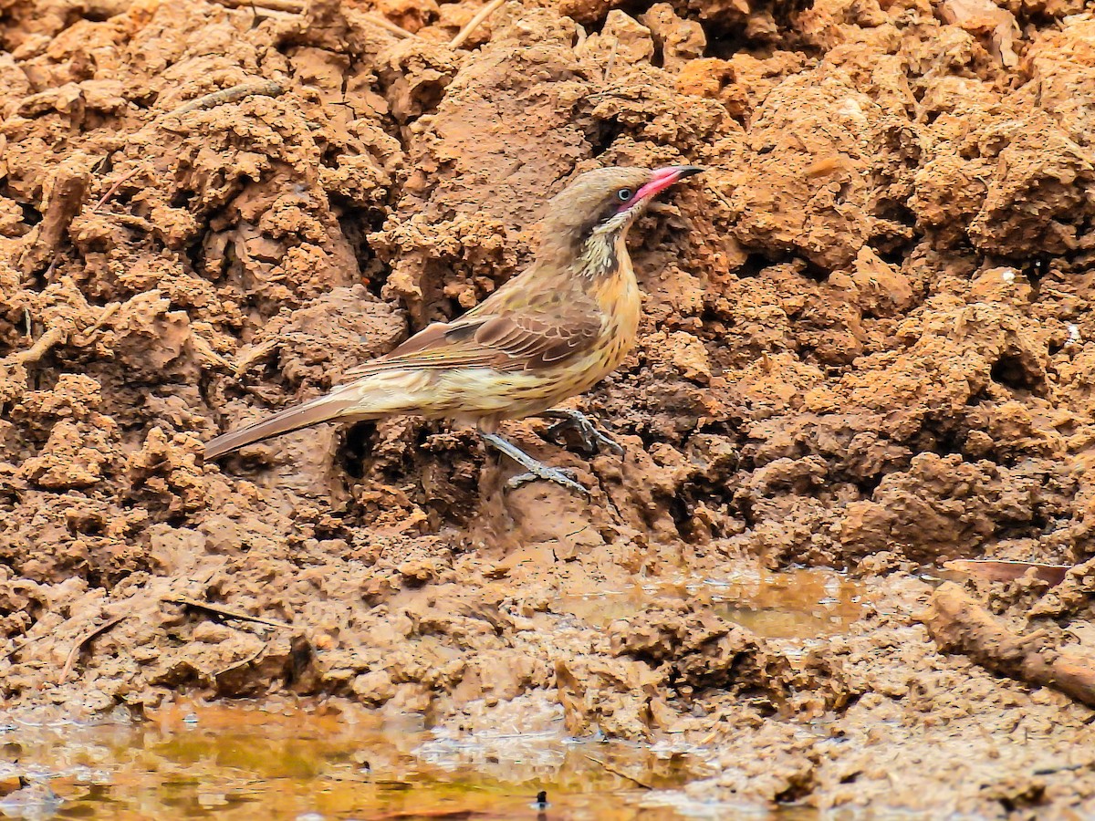 Diken Yanaklı Balkuşu - ML645704537