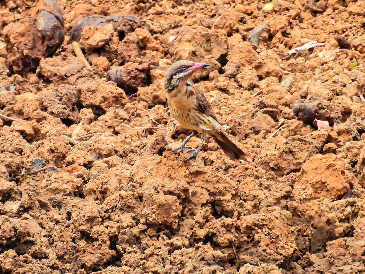 Diken Yanaklı Balkuşu - ML645704538